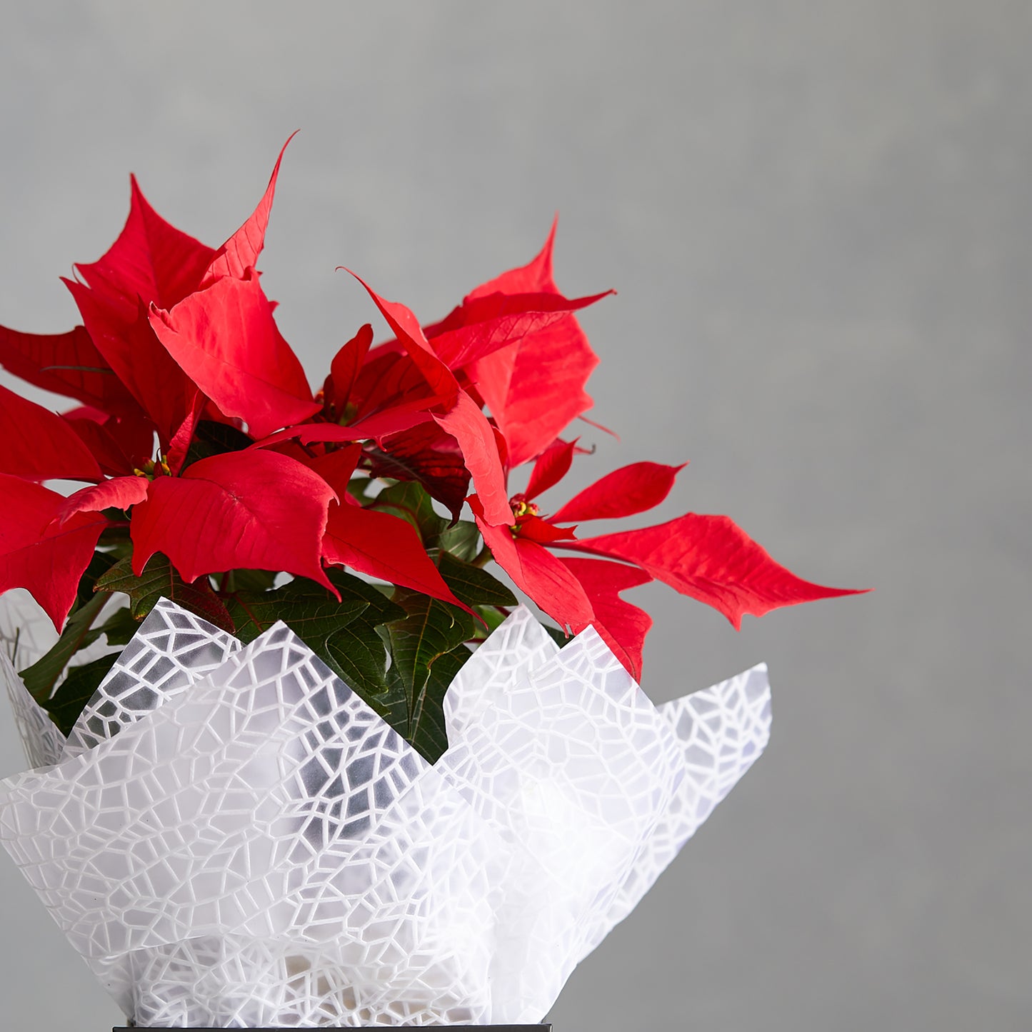 Poinsettia Plant
