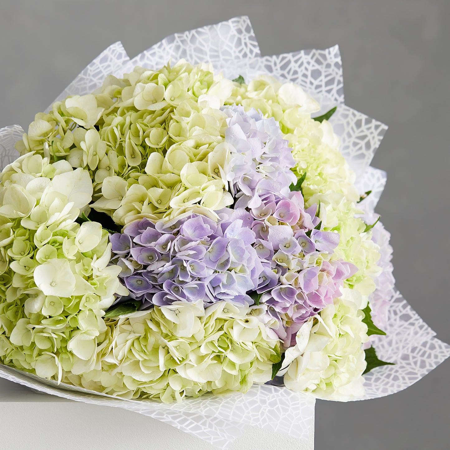 Hydrangea Flowers