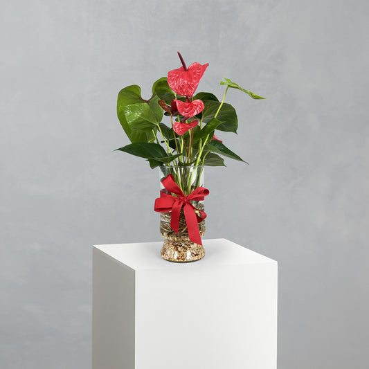 Anthurium Plant Vase