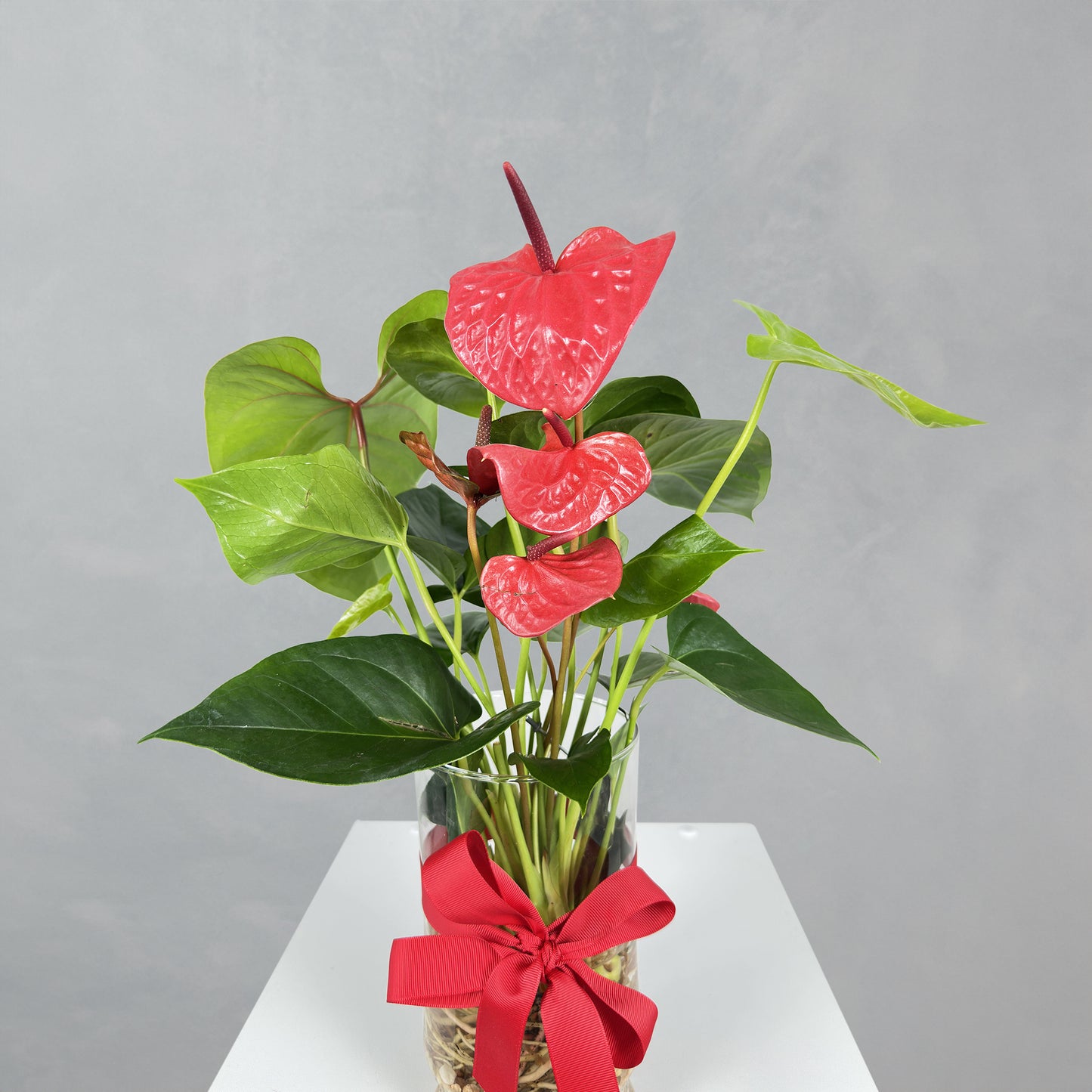 Anthurium Plant Vase