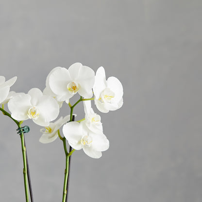 Boxed Orchid