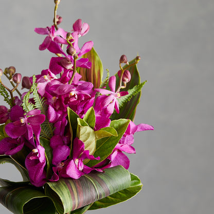 Mokara Orchids