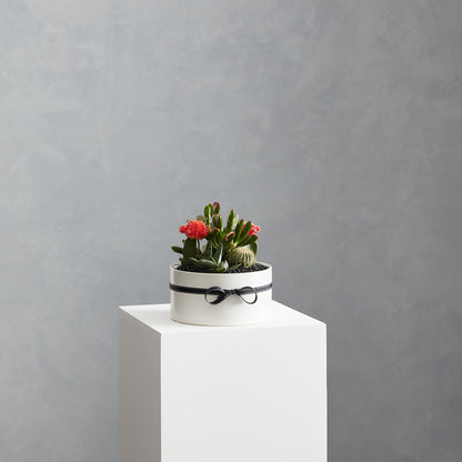 Cacti Garden