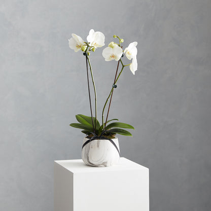 Boxed Orchid