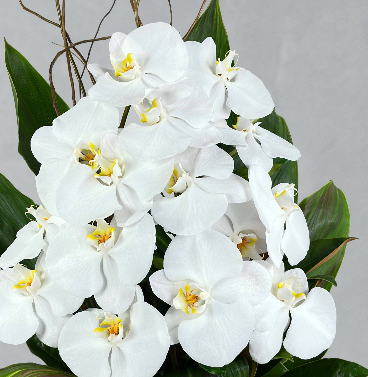 Phalaenopsis Vase