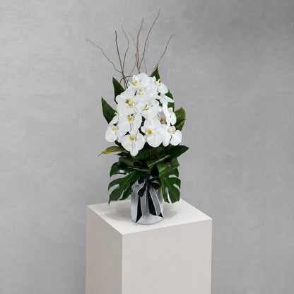 Phalaenopsis Vase