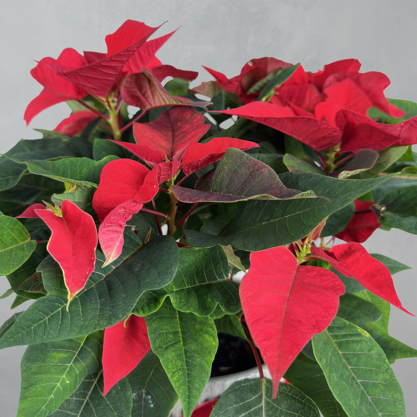 Poinsettia Ceramic Pot