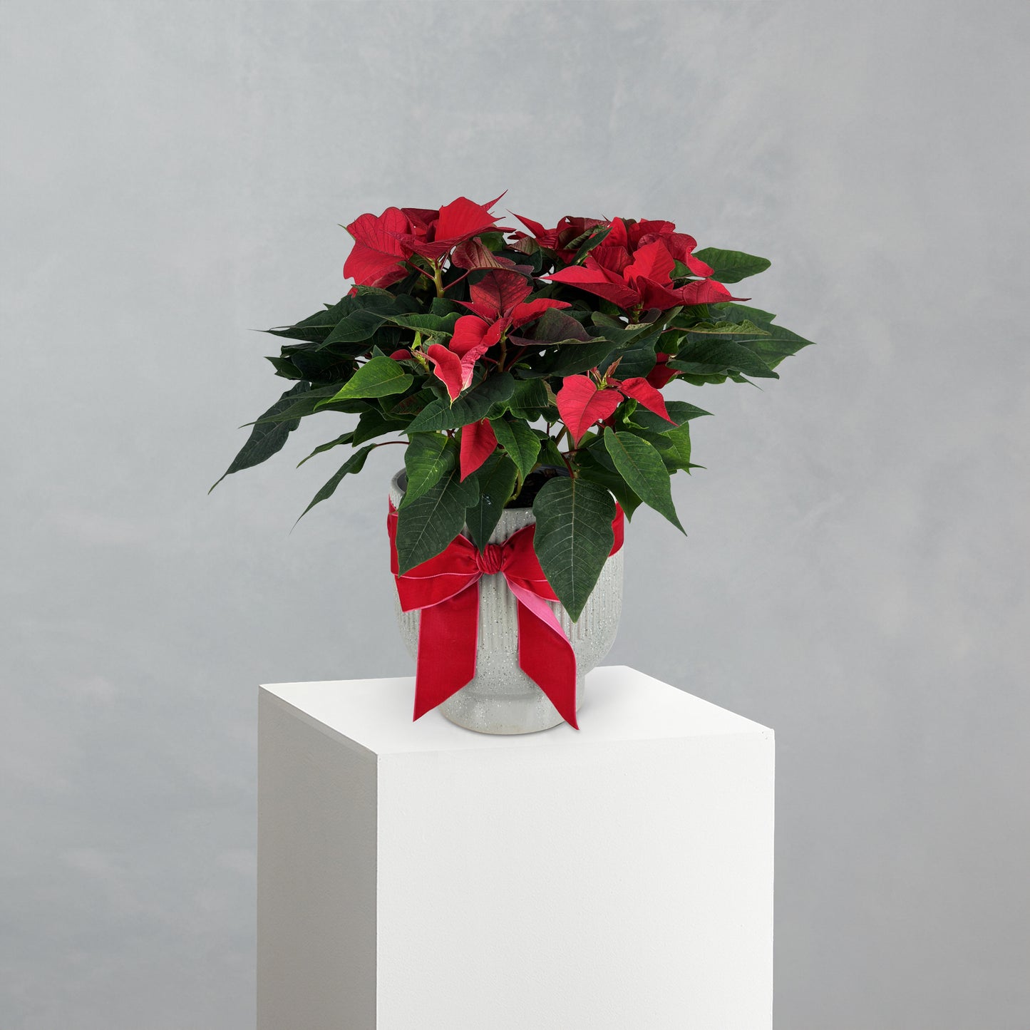 Poinsettia Ceramic Pot