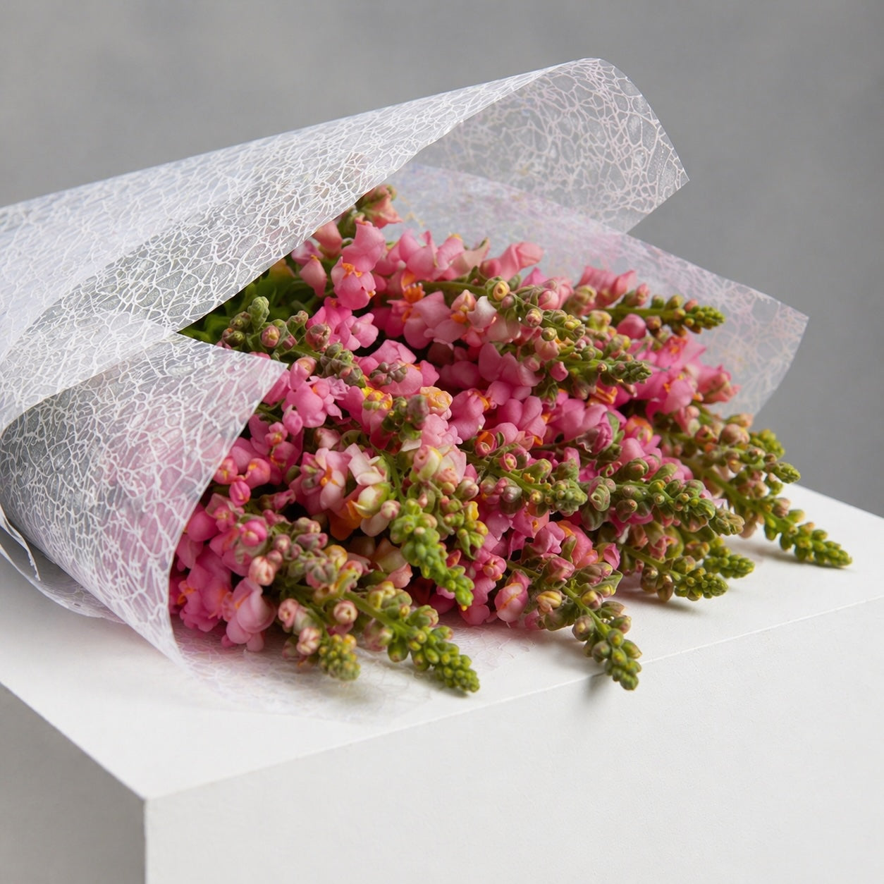 Snapdragons