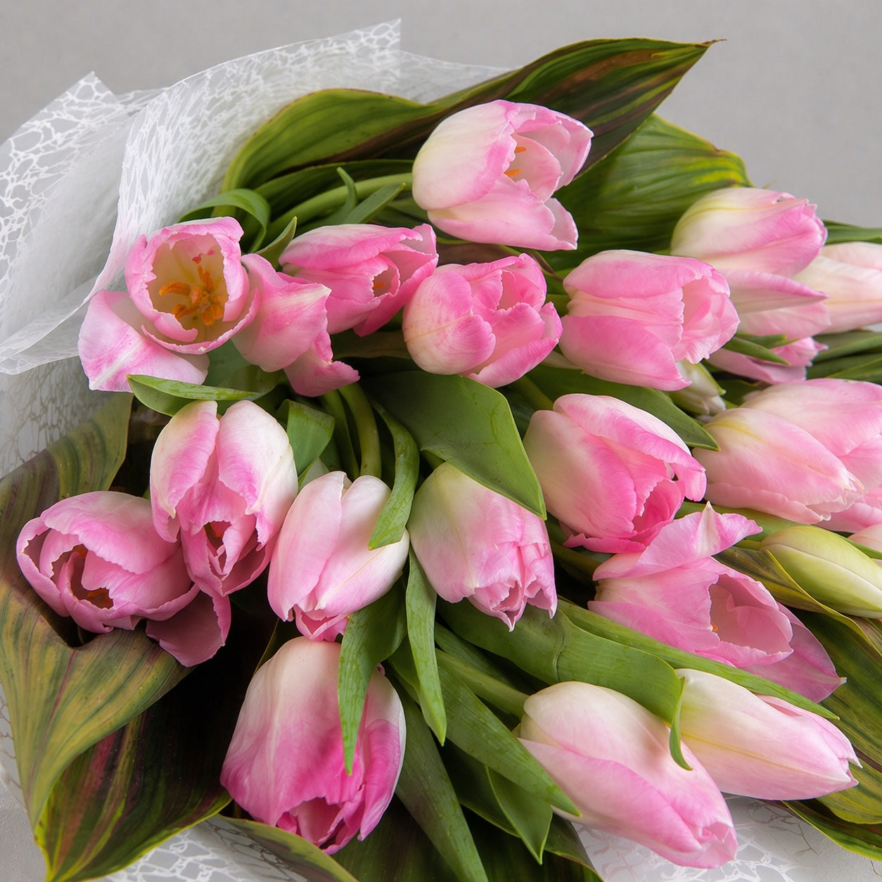Tulips